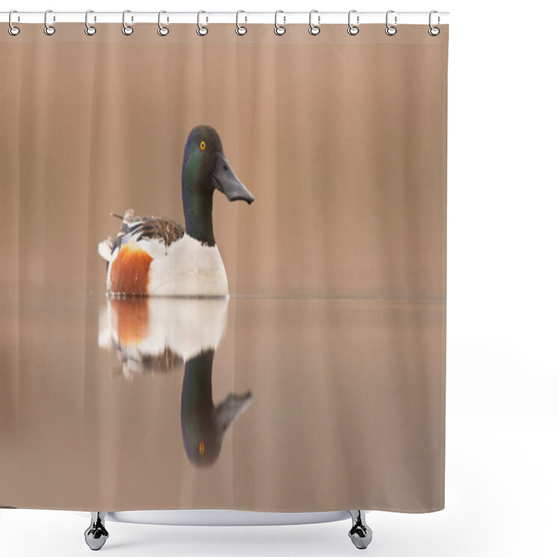 Personality  Northern Shoveler Bird ( Spatula Clypeata ) Shower Curtains