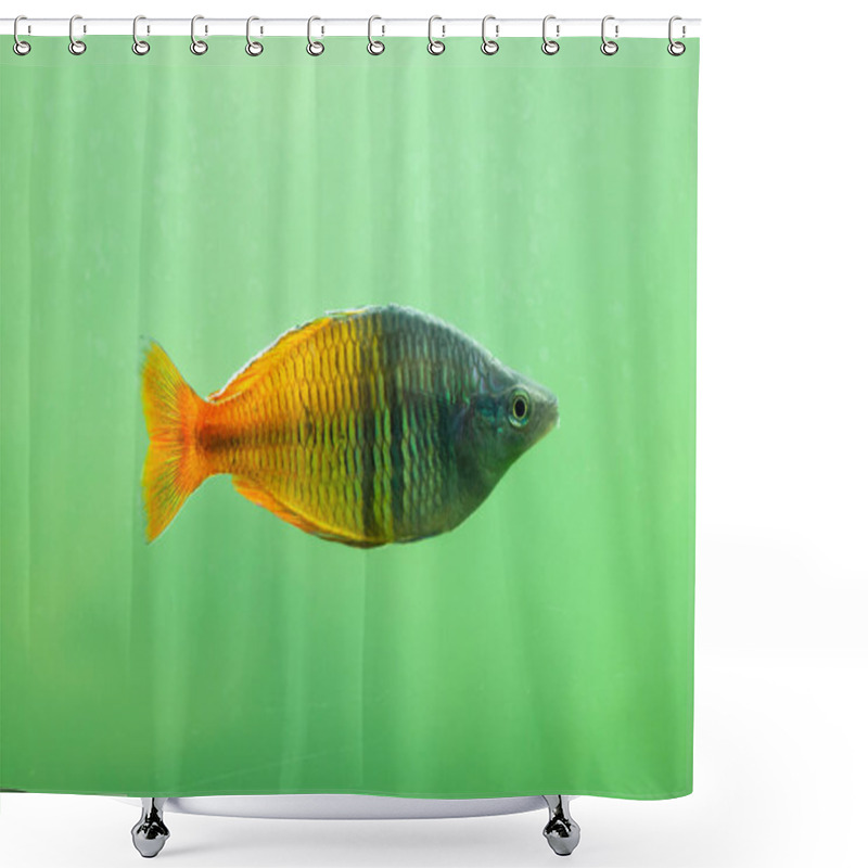 Personality  Boeseman's Rainbowfish In Aquarium Shower Curtains