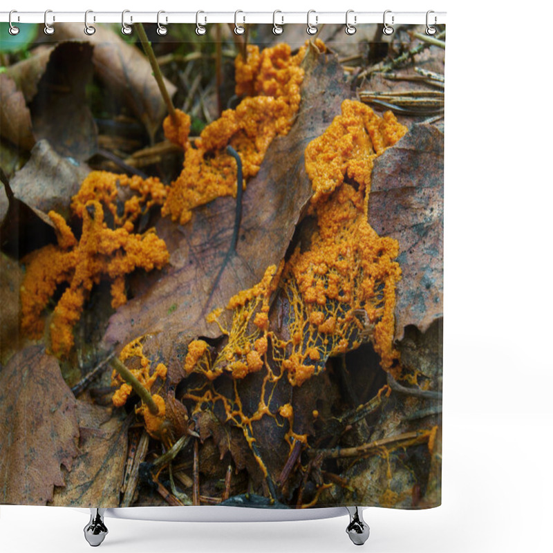 Personality  An Orange Moving Plasmodium Of A Slime Mold On A Dead Leaf Shower Curtains