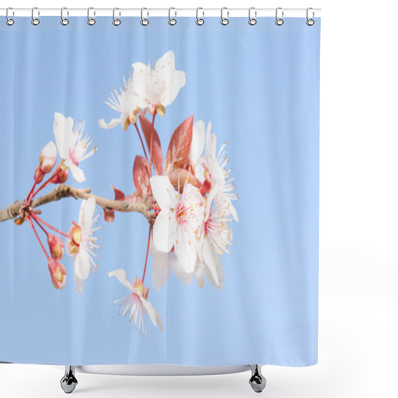 Personality  Pastel Soft Toned Small Branch Of Spring Blooming Cherry Tree Shower Curtains