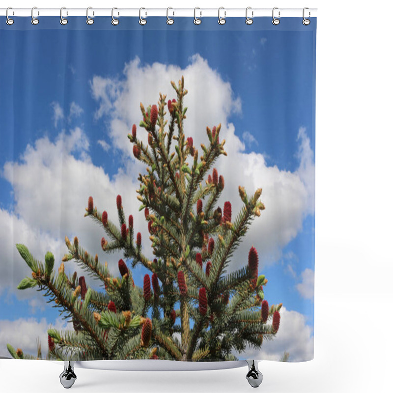 Personality  Spring Fir Tree With Young Raspberry Cones Sticking Out Like Candles. Blossom Without Flowers. Metamorphoses Of A Female Fir Cone. Shower Curtains