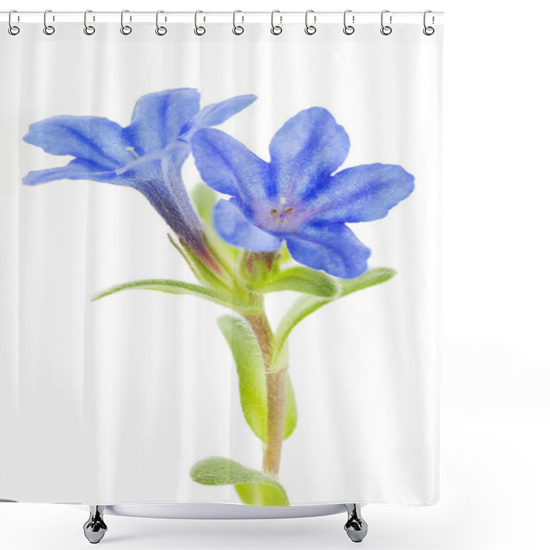 Personality  Lithodora Diffusa Flower On White Shower Curtains