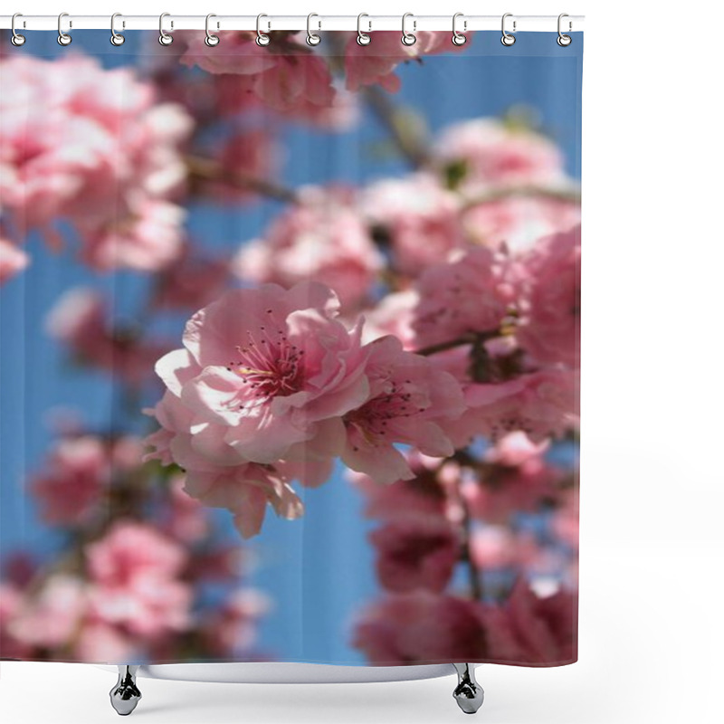 Personality  Close Up Of Flowers Blooming At Tree At Spring Season   Shower Curtains