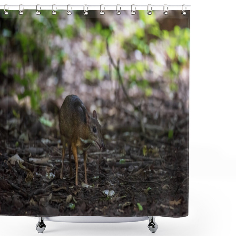 Personality  The Mouse Deer Or Chevrotain Is Smallest Deer Shower Curtains