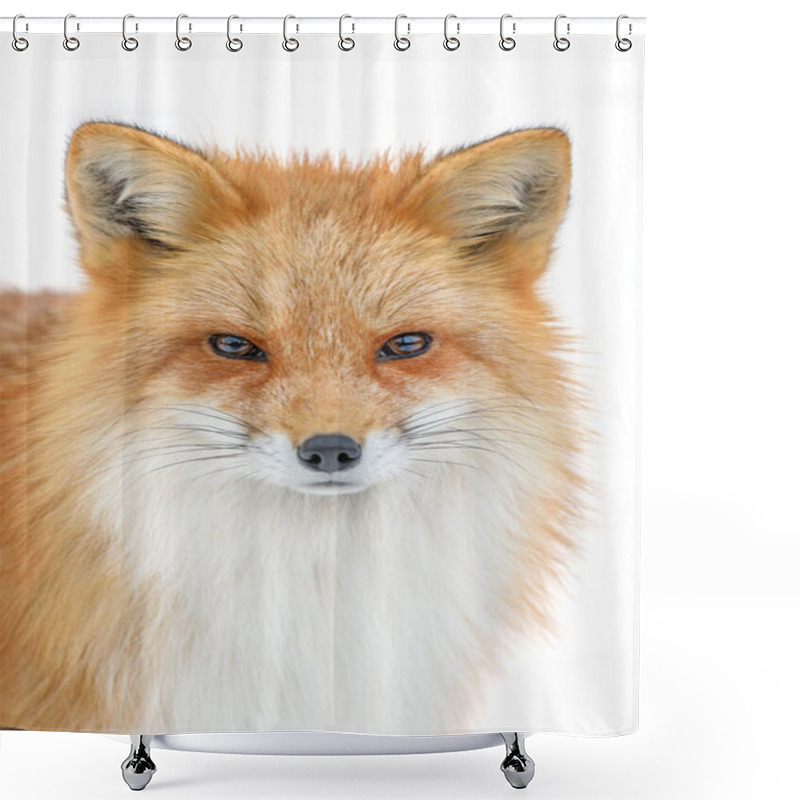 Personality  Portrait Red Fox, Vulpes Vulpes, Beautiful Animal On White Background. Wildlife Nature Shower Curtains