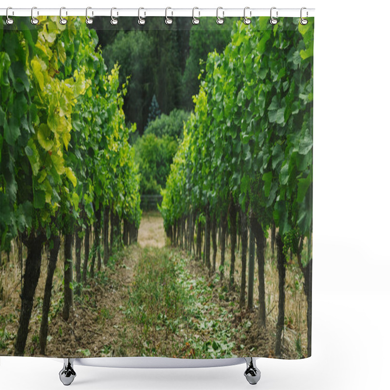 Personality  Vineyard Shower Curtains