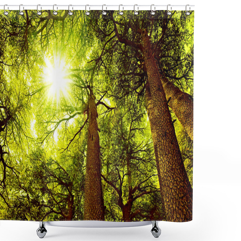 Personality  Sunny Cedar Forest Shower Curtains