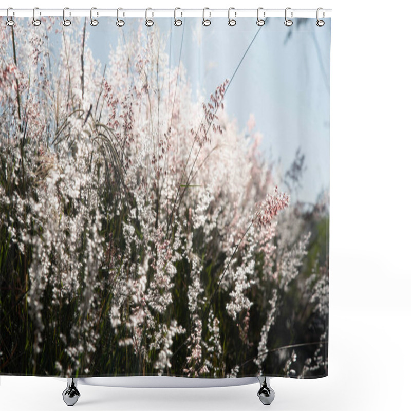 Personality  Flowers Of The Pampa Biome In Contrast With Sunlight.. Shower Curtains