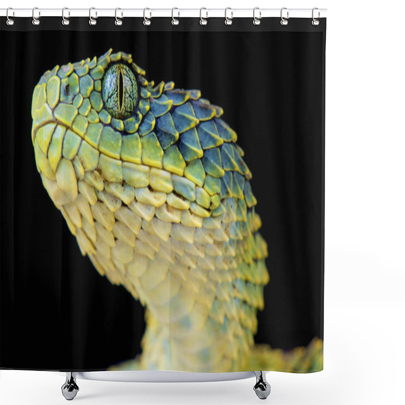 Personality  The Bush Viper (Atheris Squamigera) Looks Like An Modern Dragon. These Impressive Tree Vipers Are Found In Central Africa. Shower Curtains