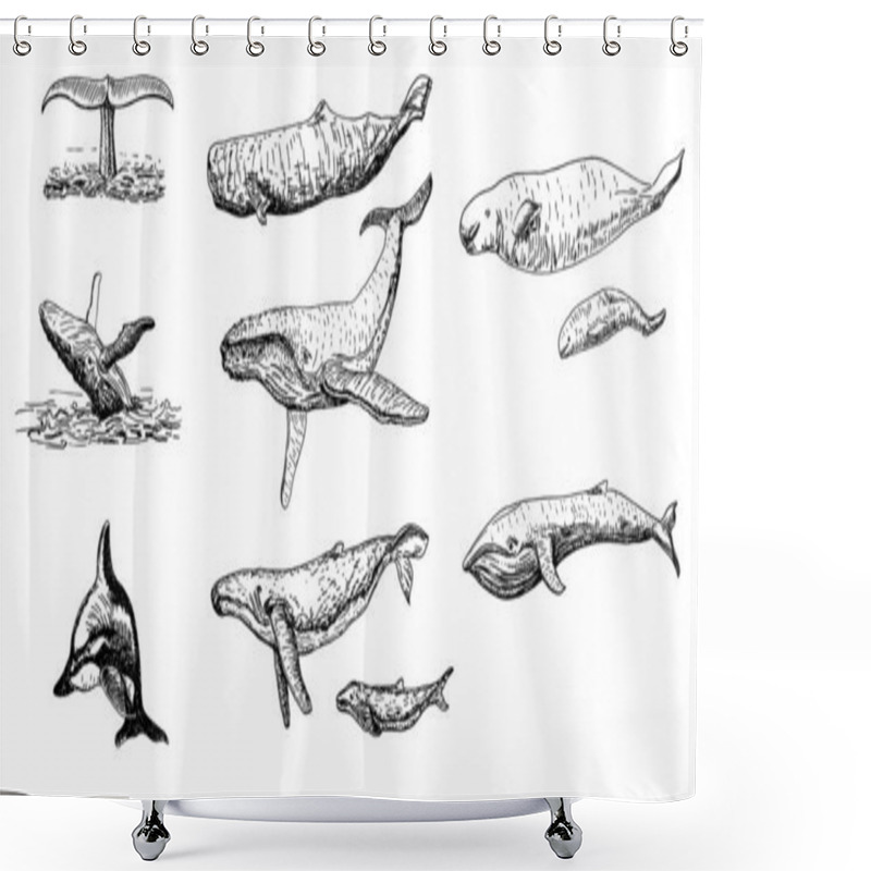 Personality  Whales Sketch Set. Big Collection Of Different Hand Drawn Whales. Whales And Dolphins.  Shower Curtains