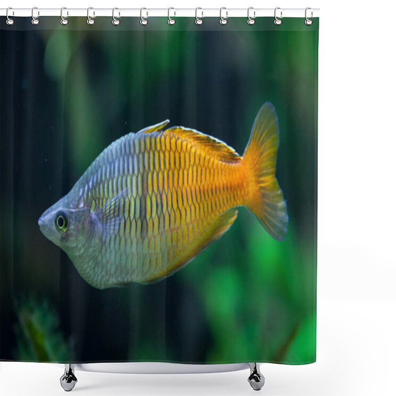 Personality  Boeseman's Rainbowfish (Melanotaenia Boesemani). Shower Curtains