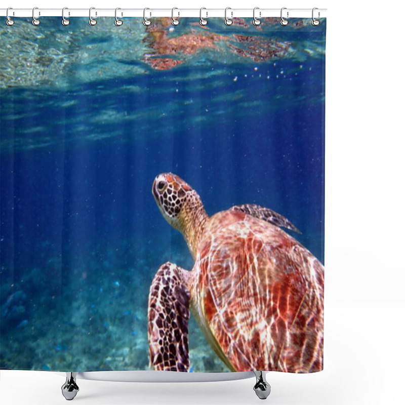 Personality  Snorkeling With A Sea Turtle At Moalboal On Cebu Island Shower Curtains