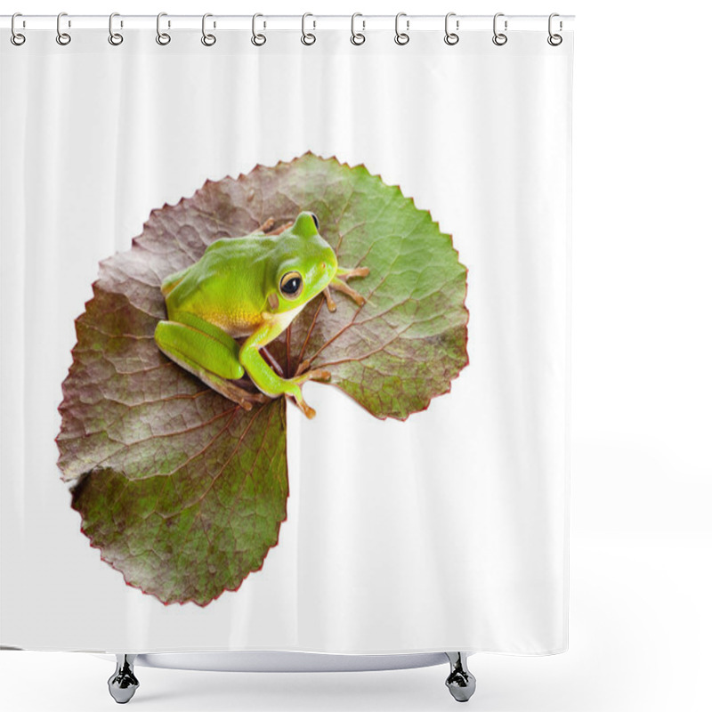 Personality  Green Frog On Leaf Shower Curtains