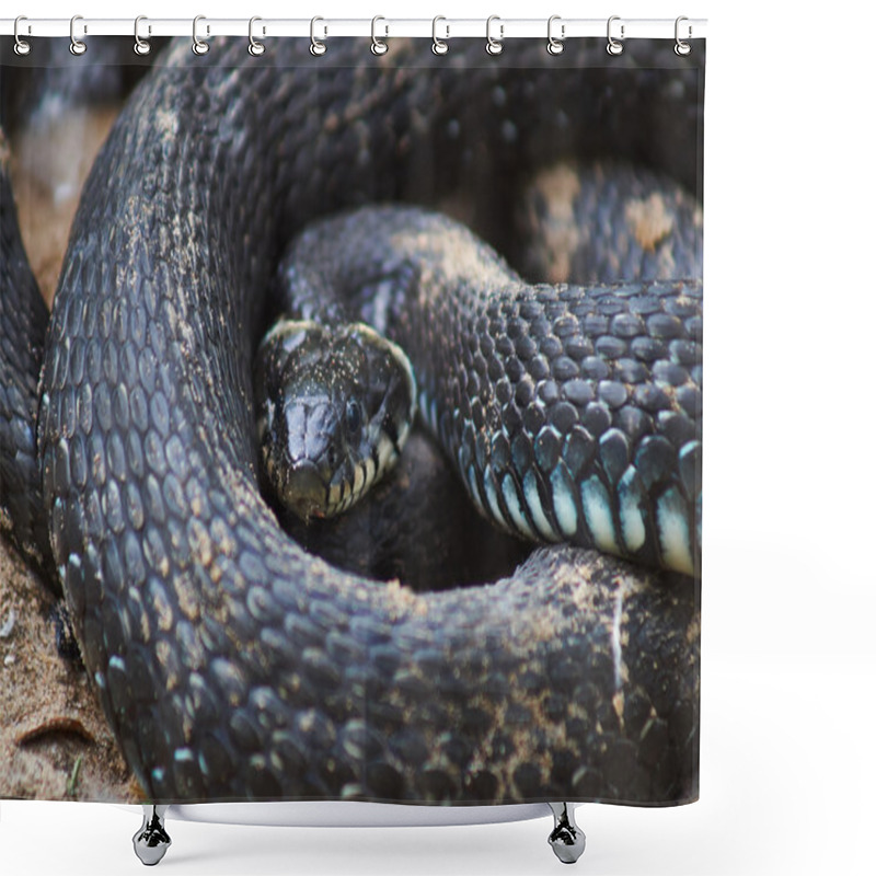 Personality  Oh - Nonpoisonous Snake. Shower Curtains