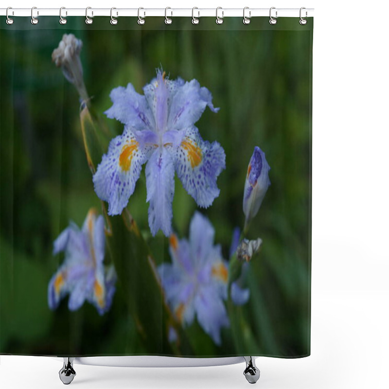 Personality  Iris Japonica Is A Rhizome Perennial With Pale Blue, Lavender Or White Flowers That Are Grown As An Ornamental Plant. Shower Curtains