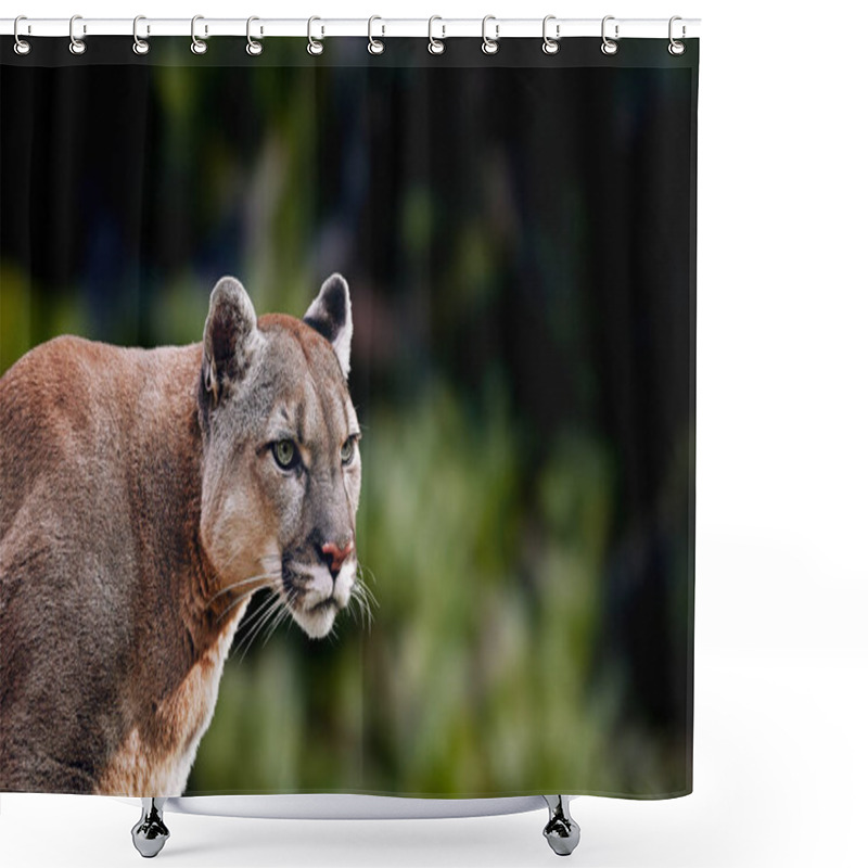 Personality  Portrait Of Beautiful Puma. Cougar, Mountain Lion, Puma, Panther Shower Curtains