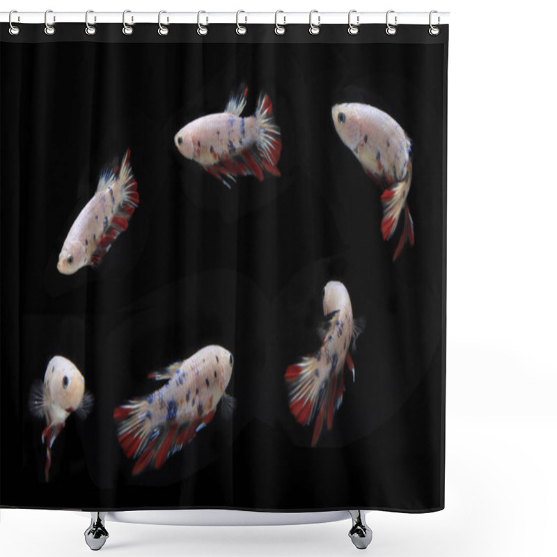 Personality  Beautiful Candy Betta Fish, At Black Backgroun Shower Curtains