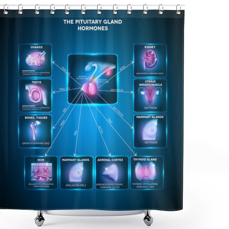 Personality  Pituitary Gland Hormones Shower Curtains