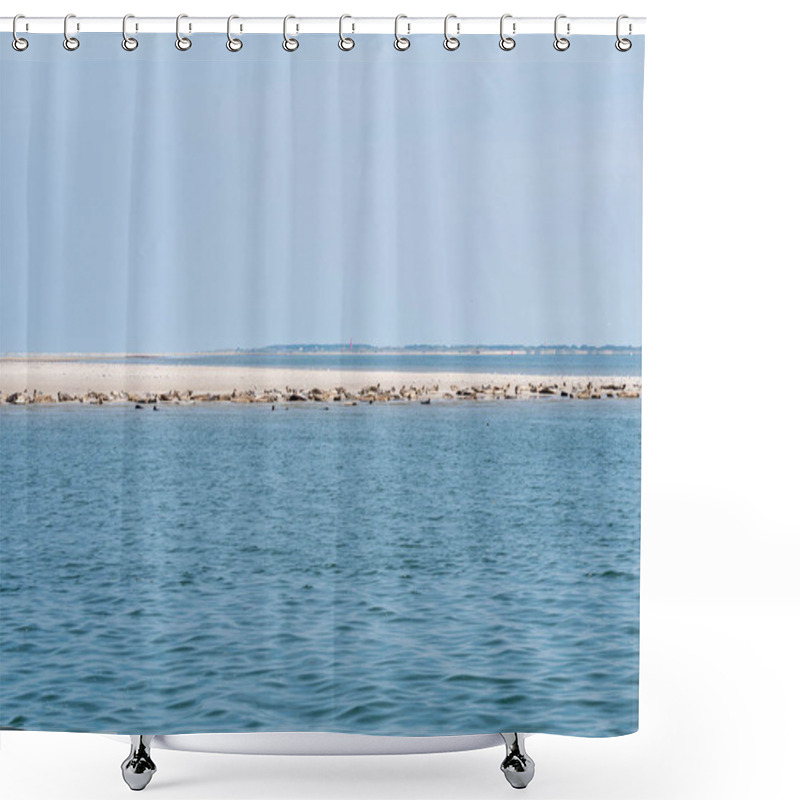 Personality  Common And Grey Seals Resting On Sand Bank Of Rif With Lighthouse Of West Frisian Island Schiermonnikoog In Background, Wadden Sea, Netherlands Shower Curtains