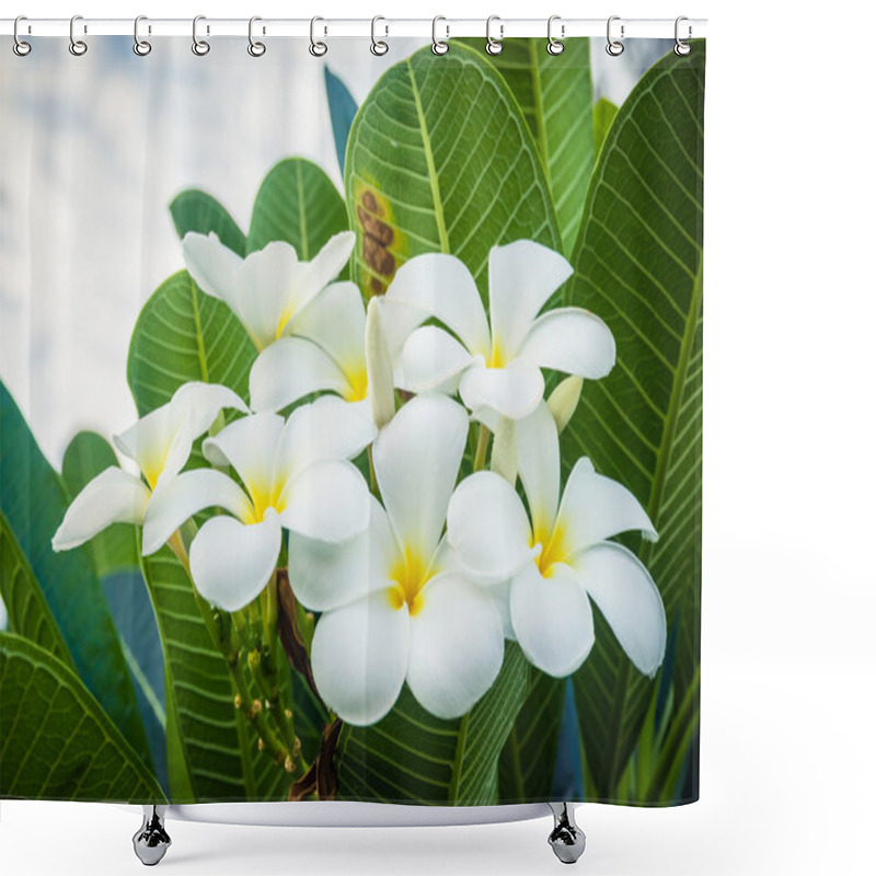 Personality  A Bouquet Of Plumeria ( Frangipani ) Flowers On Trees That Speci Shower Curtains