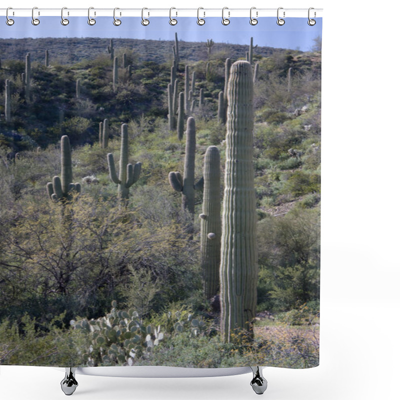 Personality  Cactus Garden In Southern Arizona Shower Curtains