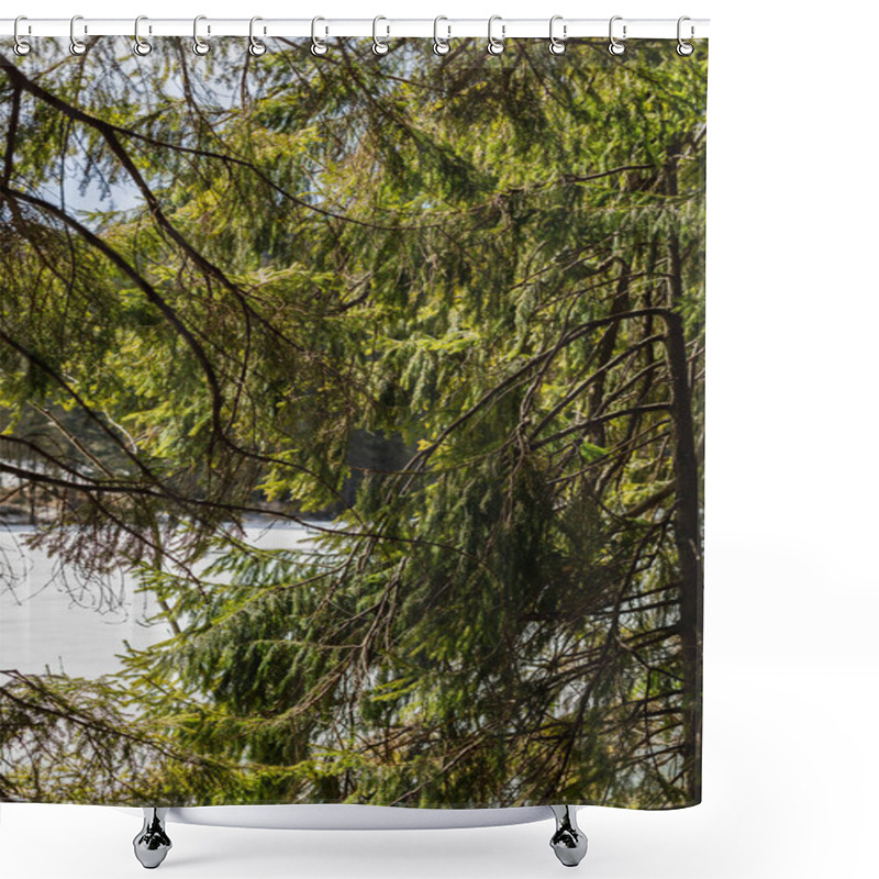 Personality  Evergreen Trees Near Lake In Forest  Shower Curtains