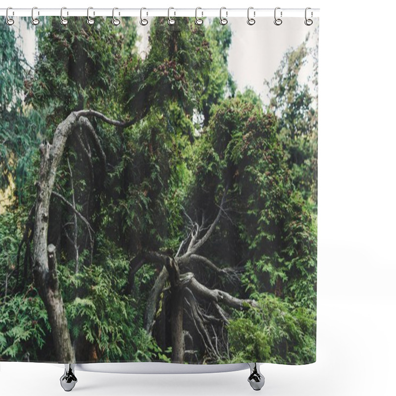 Personality  Trees Shower Curtains