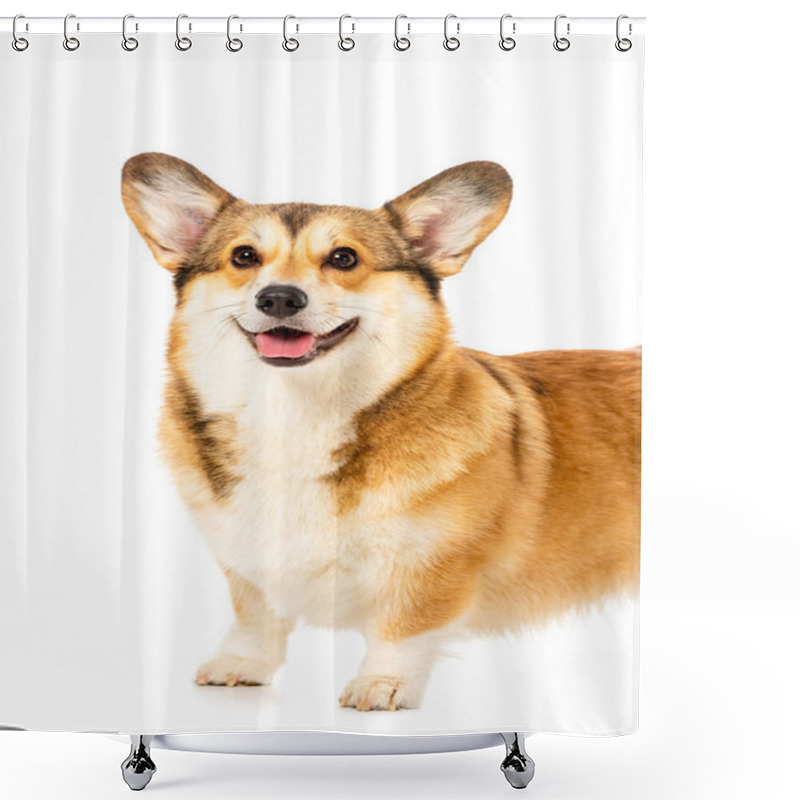 Personality  Welsh Corgi Pembroke Standing Isolated On White Background  Shower Curtains