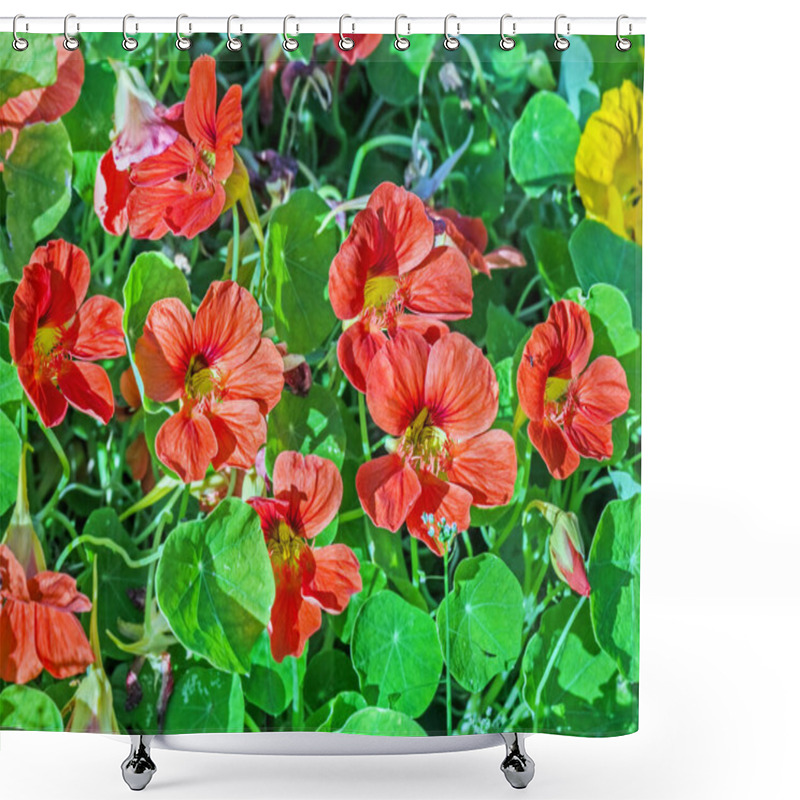 Personality  Pretty Blooming Orange Nasturtiums Flowers In Green Grass Summer Morning Shower Curtains