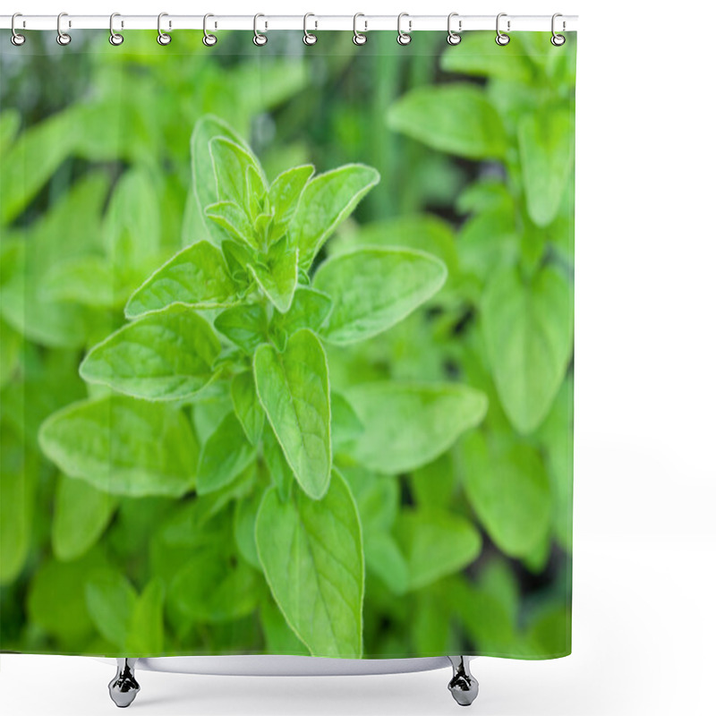 Personality  Green Fresh Marjoram Herbs. Shower Curtains