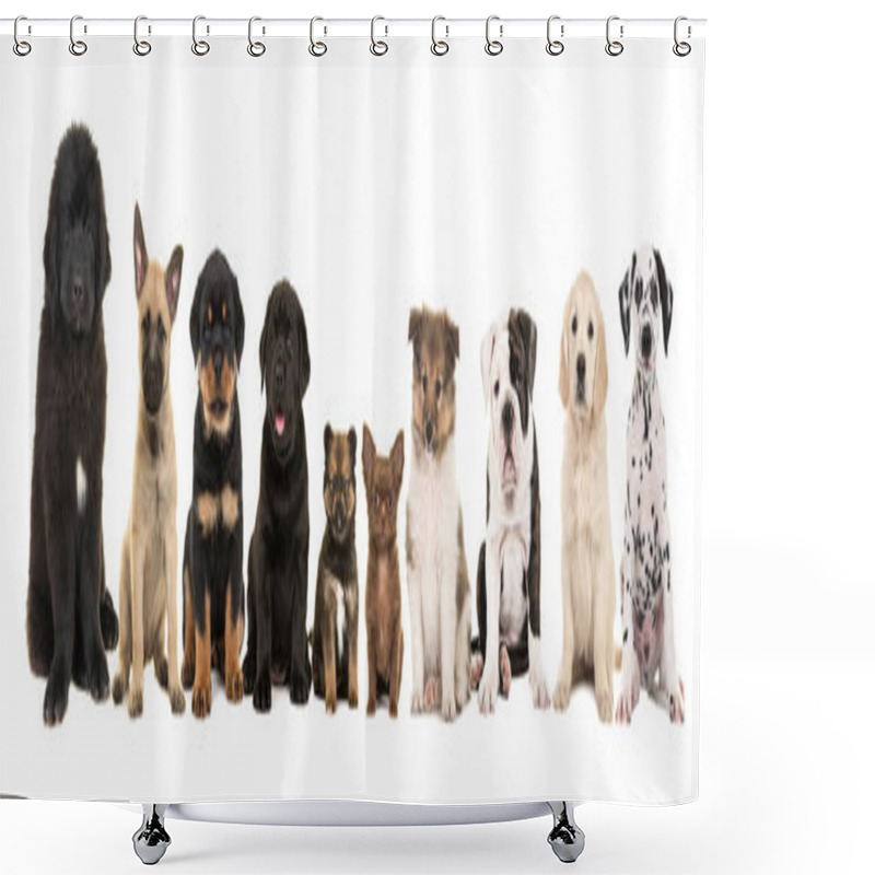 Personality  Large Group Of Ten Different Kind Of Breed Puppies  Shower Curtains