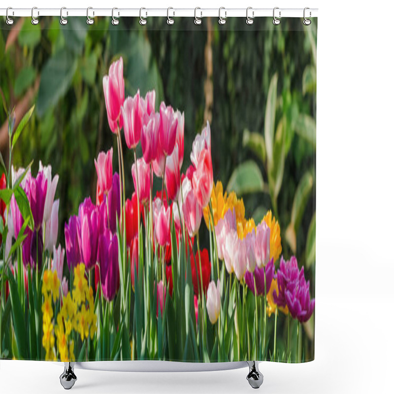 Personality  Garden Tulips In The Spring Sun In The Greenhouse For Banner Design. Shower Curtains