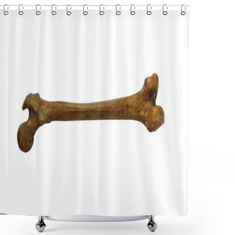 Personality  Femur Bone Of Human On Isolated White Background, Posterior View Shower Curtains