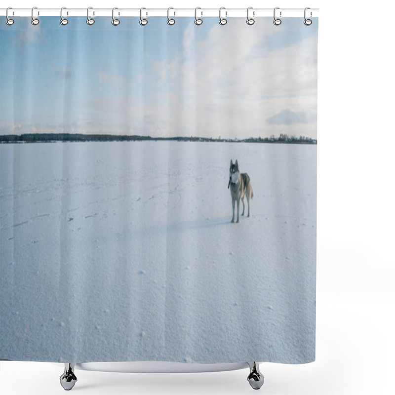 Personality  Malamute Dog On Snowy Field Shower Curtains