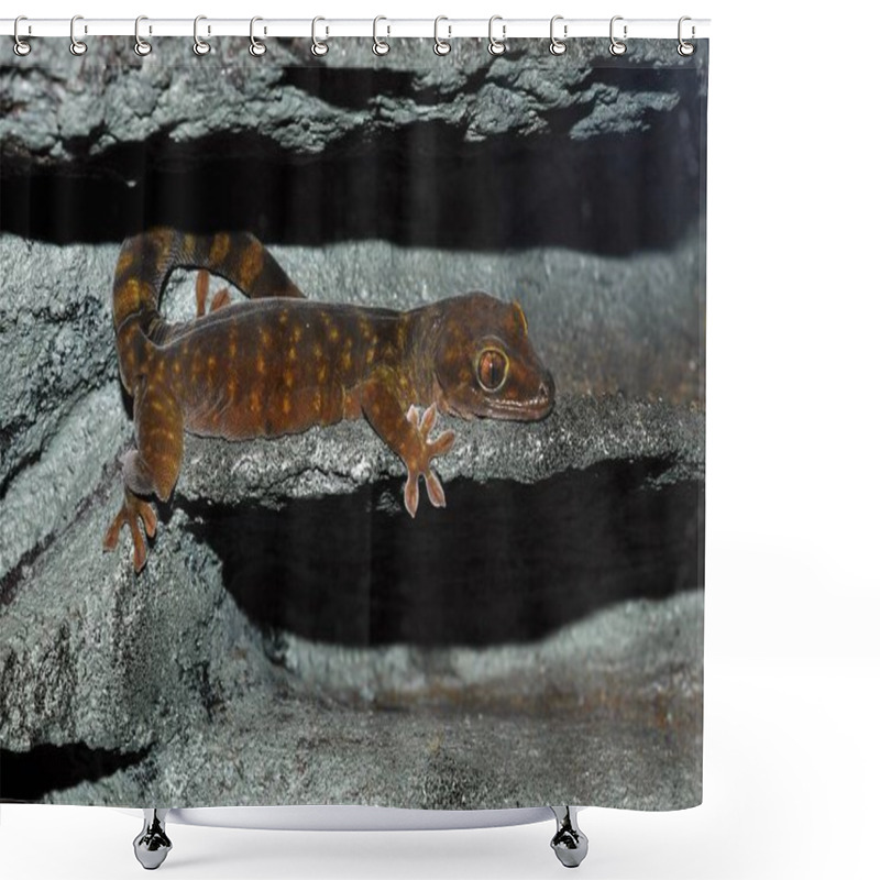 Personality  Giant Cave Gecko (Pseudothecadactylus Lindneri Australis) Shower Curtains