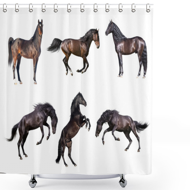 Personality  Horses Collection Isolated On The White Background Shower Curtains