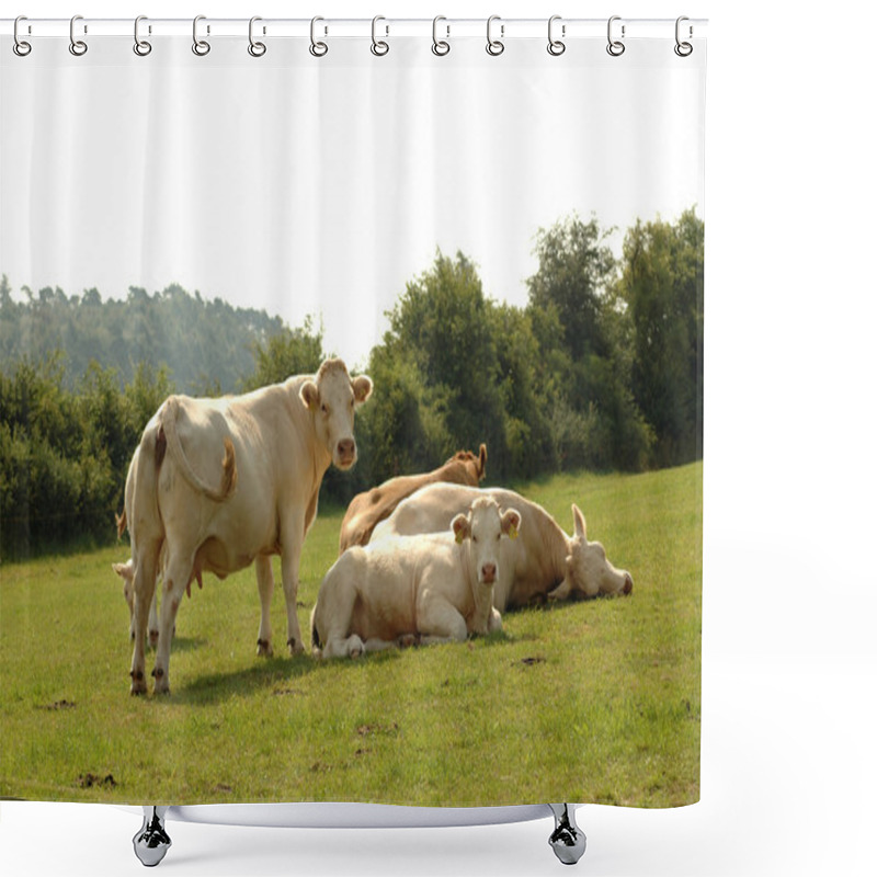 Personality  Rest. Shower Curtains