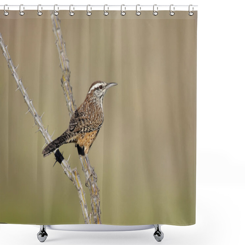 Personality  Cactus Wren (Campylorhynchus Brunneicapillus) Shower Curtains