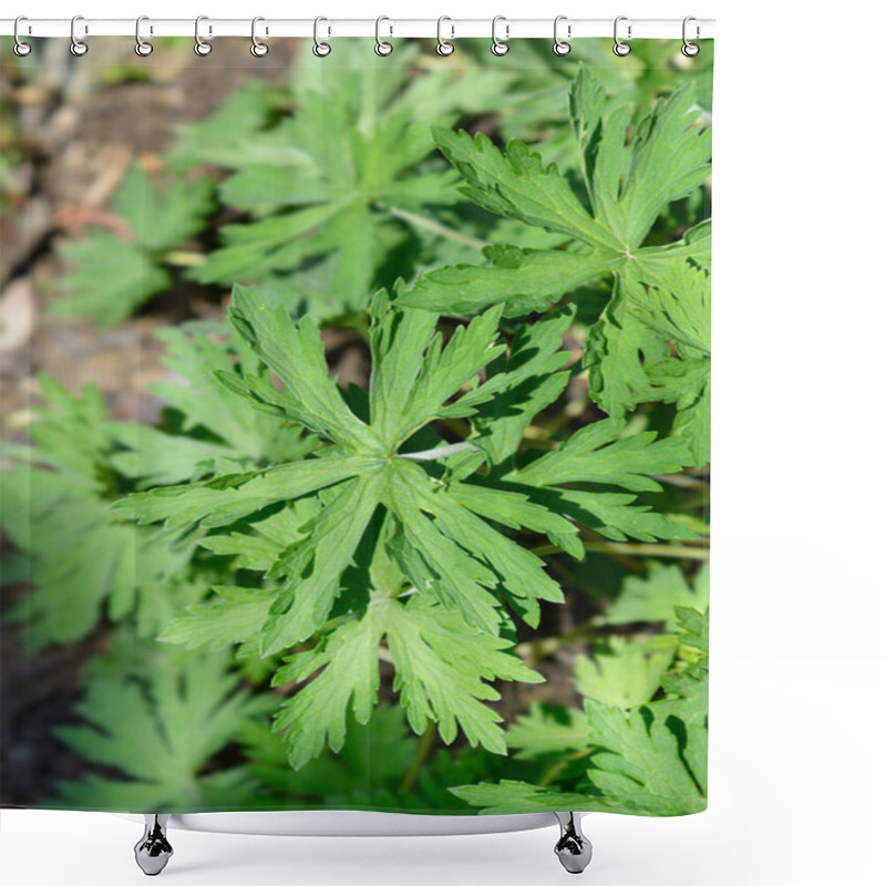 Personality  White Meadow Cranesbill Leaves - Latin Name - Geranium Pratense F. Albiflorum Shower Curtains