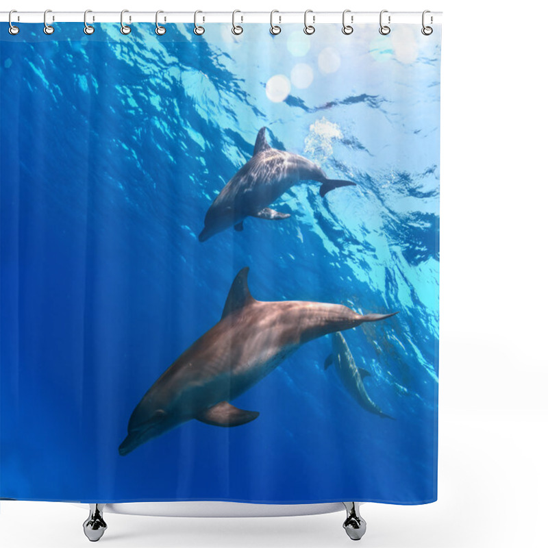 Personality  Two Funny Nice Dolphins Underwater Shower Curtains