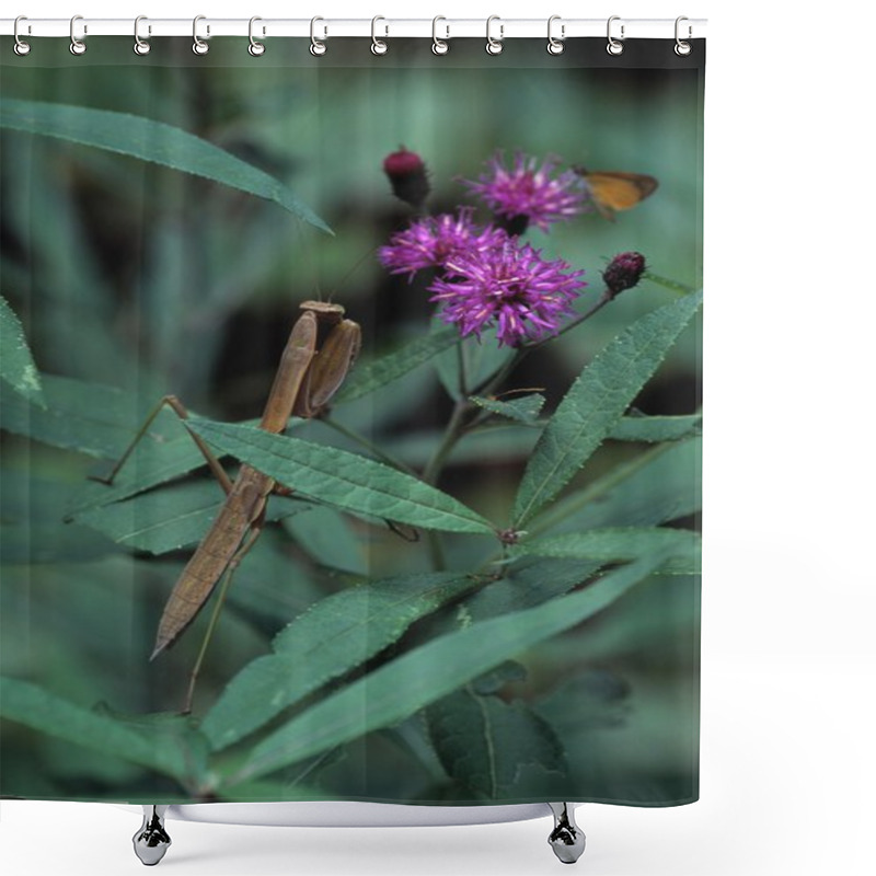 Personality  Praying Mantis Hunting Skipper Butterfly Among Purple Wildflowers Shower Curtains