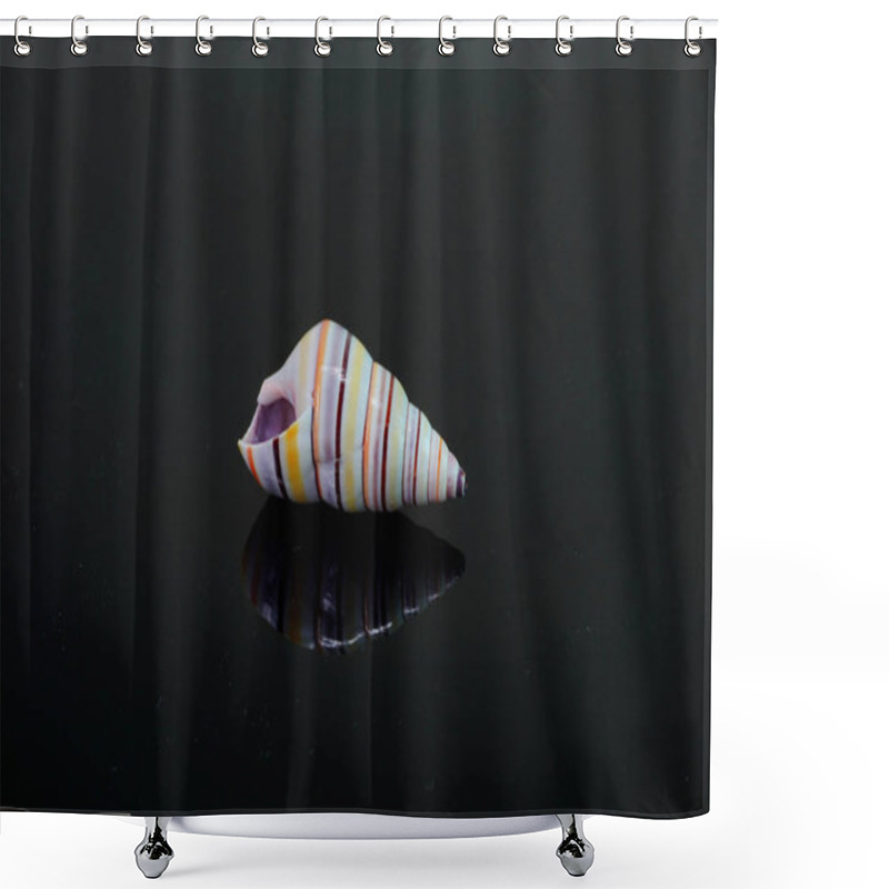 Personality  Candy Cane Snail Isolated On Black Background. Candy Cane Snail (Liguus Virgineus) Is A Species Of Tree-living Snail Native To The Caribbean Island Of Hispaniola In Haiti And The Dominican Republic. Shower Curtains