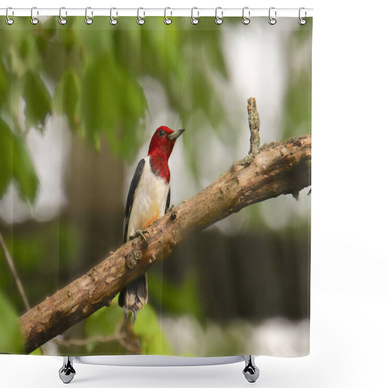 Personality  Red-headed Woodpecker (melanerpes  Erythrocephalus) Shower Curtains