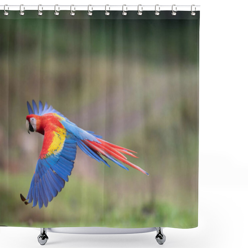 Personality  Ara Macao, Scarlet Macaw The Parrot Is Flying In Nice Natural Environment Of Costa Ric Shower Curtains