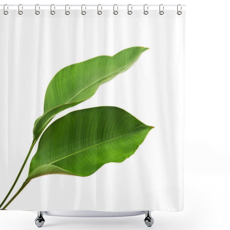 Personality  Strelitzia Reginae, Heliconia, Tropical Leaf, Bird Of Paradise Foliage Isolated On White Background, With Clipping Path                            Shower Curtains