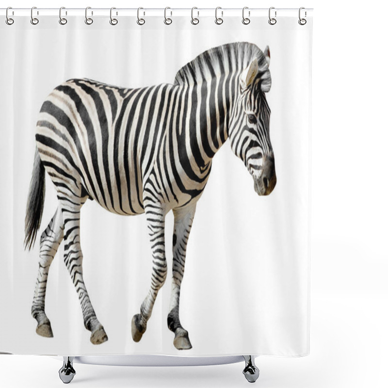 Personality  Isolated Burchell Zebra Shower Curtains