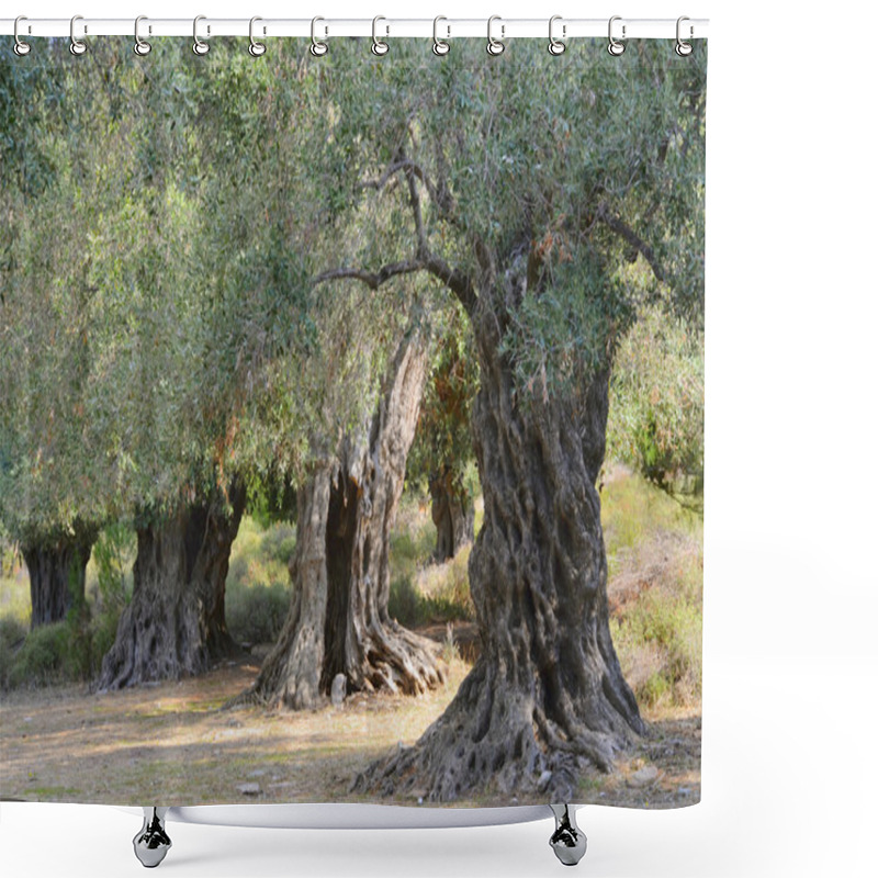 Personality  Ancient Olive Trees Shower Curtains