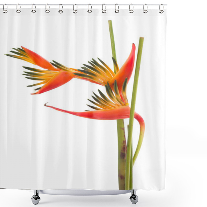 Personality  Tropical Flower Bird Of Paradise, Isolated On White Background Shower Curtains