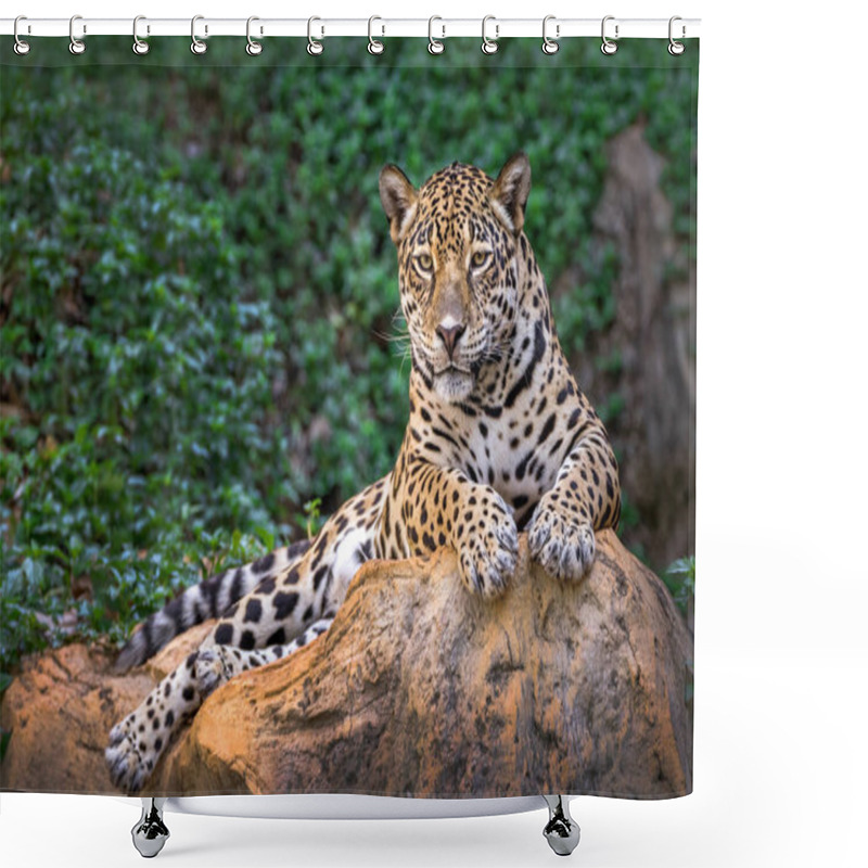 Personality  Jaguar On The Rocks In The Natural Atmosphere. Shower Curtains