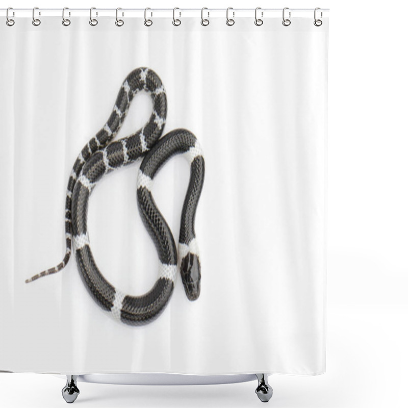 Personality  Image Of Little Snake (Lycodon Laoensis) On White Background., R Shower Curtains